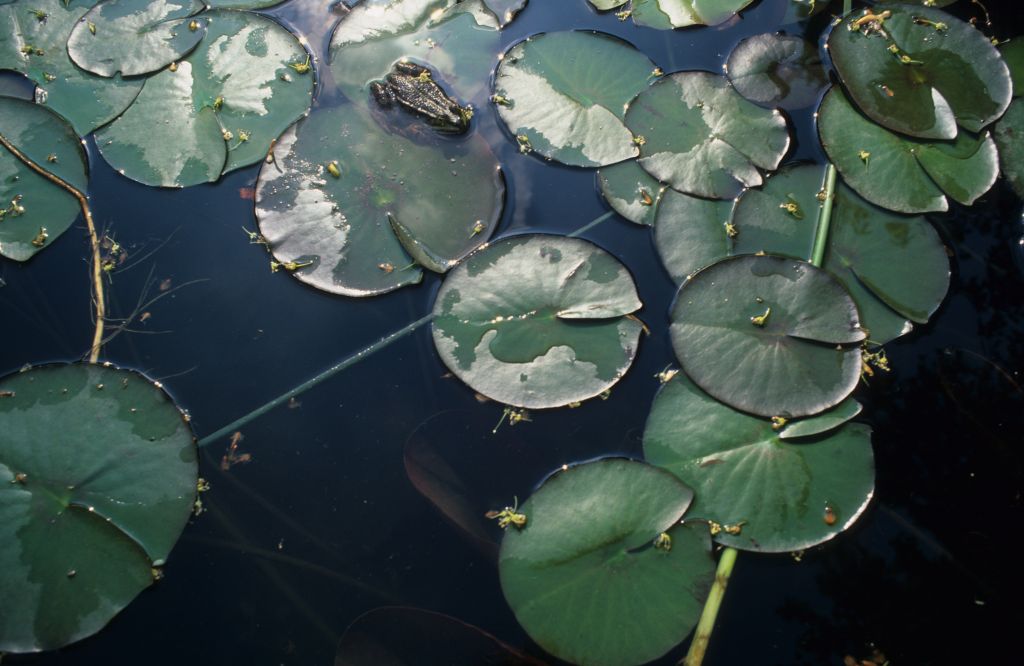 2009, May - frogs and waterlilies in a pond