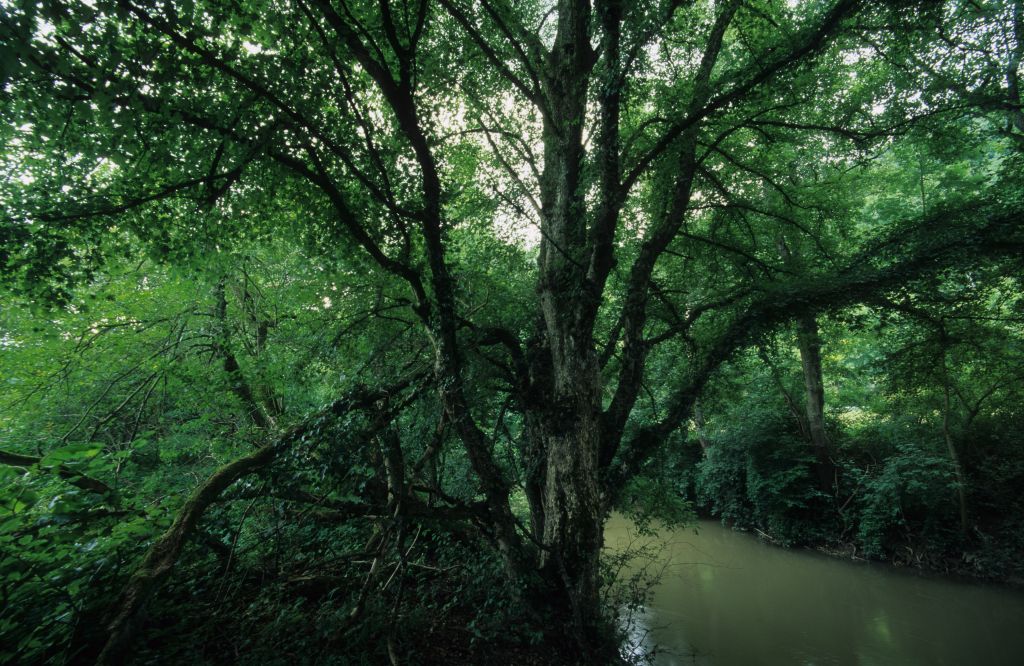 2009, July - old tree by a hidden river