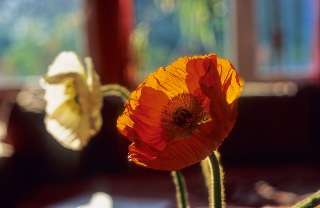 2010, April - orange poppy 