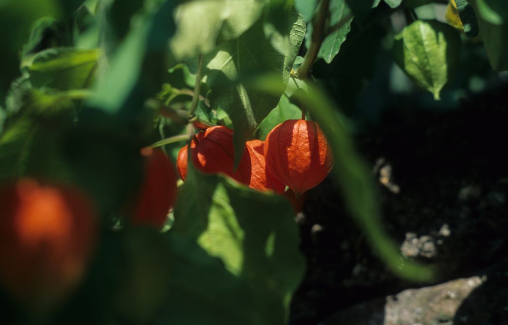 2009 - Chinese Lantern