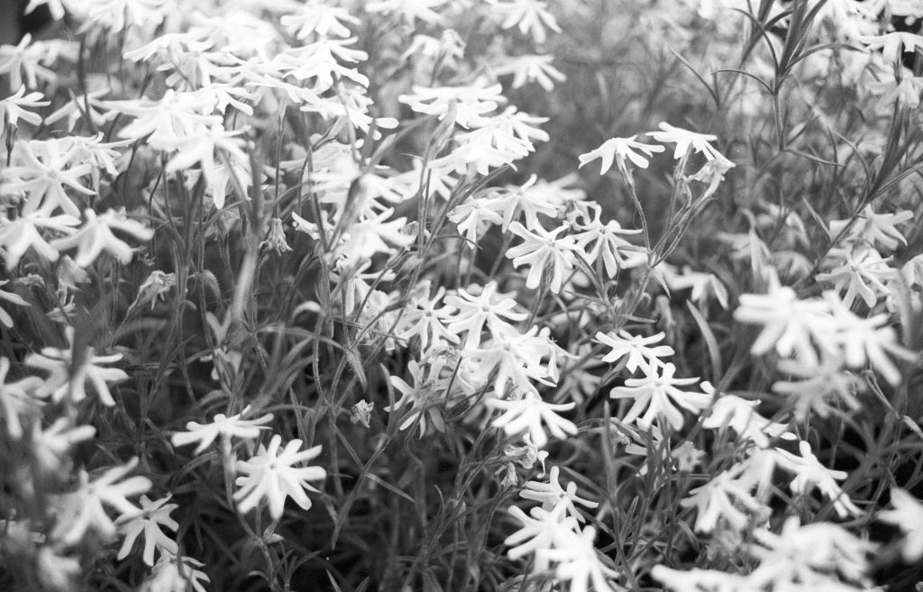 2009 - White Flowers