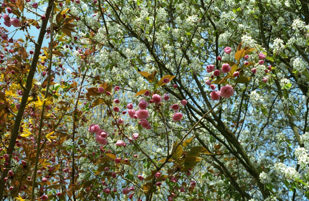 2009 - bush with colourful flowers