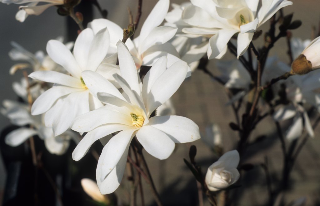 2010, April - magnolia stellata