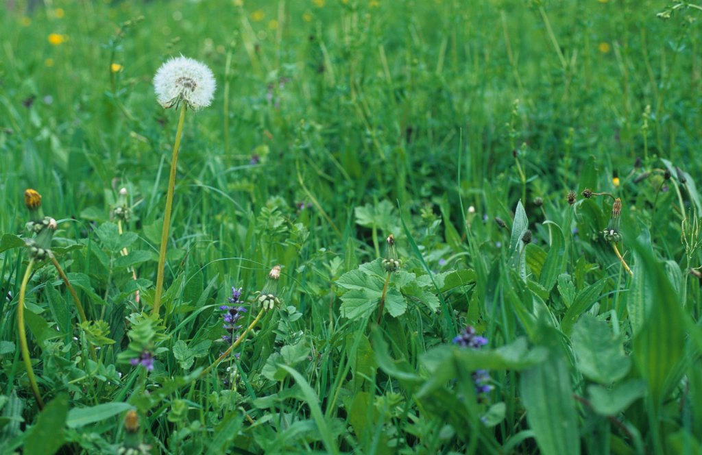 2010 - dandelion