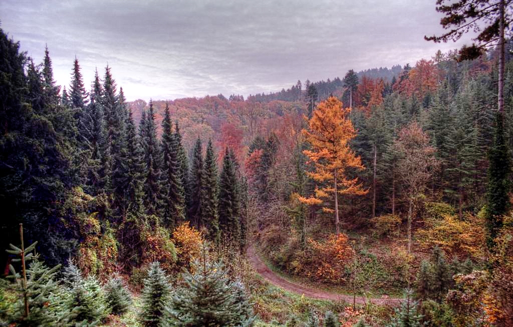 2009 - autumnal forest